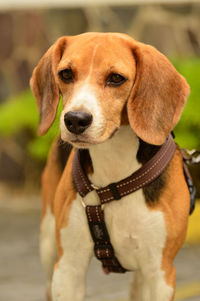 Close-up portrait of a dog looking away