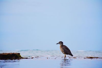 Close-up of bird perching on shore against clear sky