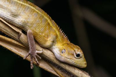 Close-up of lizard