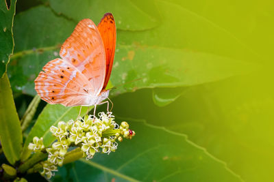 Close-up of butterfly pollinating on flower