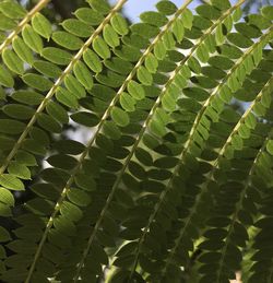 Close-up of leaf