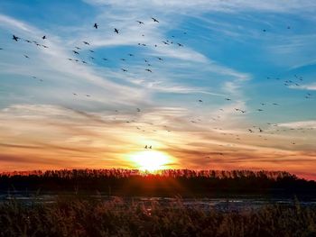 Flock of birds flying over field during sunset