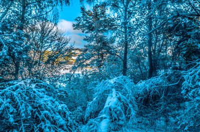 Trees on snow covered land