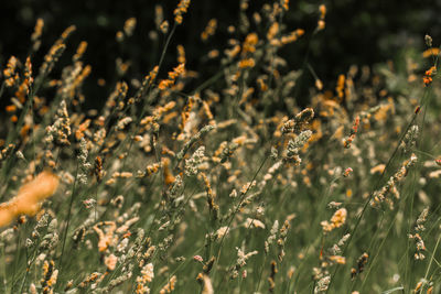 Overgrown and yellowed herbs close up