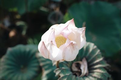 Close-up of white rose