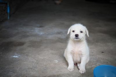 Portrait of puppy sitting outdoors