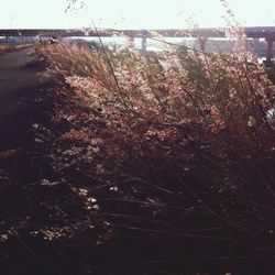 Plants growing on tree trunk