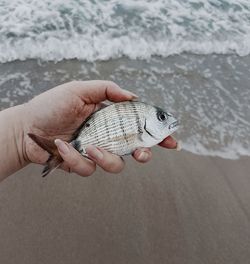 Midsection of man holding fish at sea shore