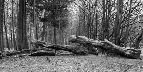 Trees in forest