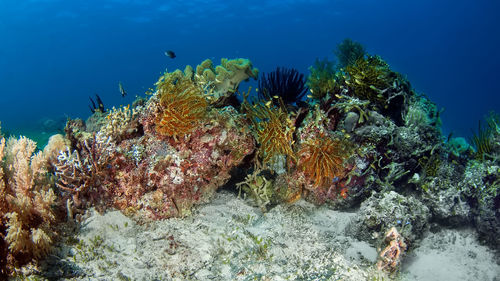 Fish swimming in sea