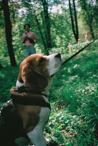 Dog looking away on field