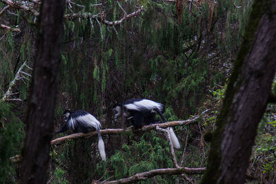 Sheep on tree trunk in forest