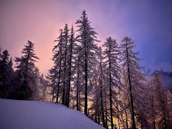 Snow covered pine trees in forest against sky during winter