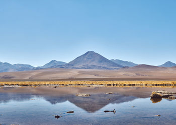 Scenic view of lake against clear blue sky