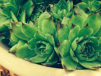 Close-up of potted succulent plants