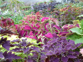 Purple flowers blooming outdoors