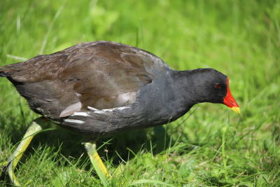 Close-up of duck on field