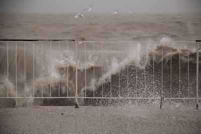 View of birds flying over land