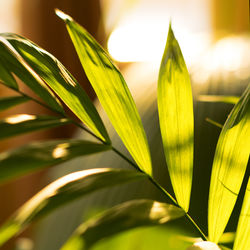 Close-up of leaves