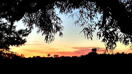 Silhouette of trees at sunset