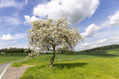 Trees on field against sky