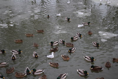 High angle view of birds swimming in water