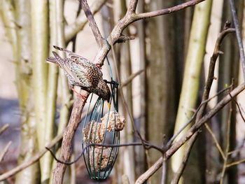 Bird perching on a branch