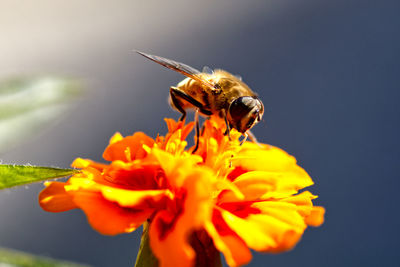 Close-up of bee pollinating on flower