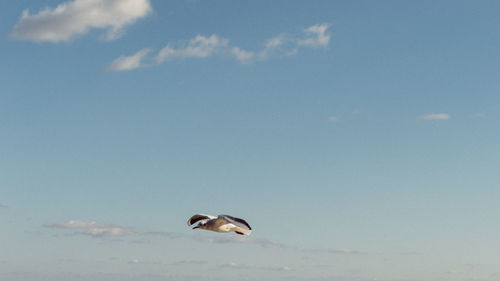 Low angle view of birds against clear sky