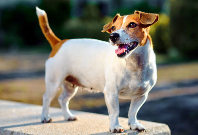 Close-up of dog standing outdoors