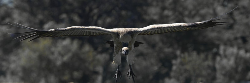 Close-up of eagle flying