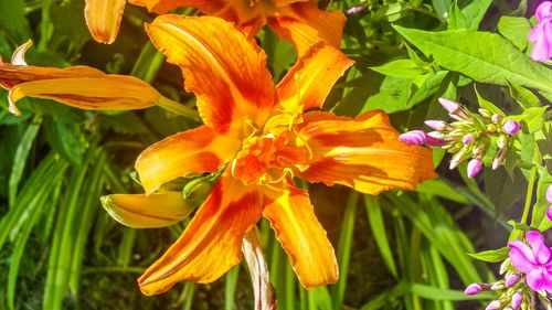 Close-up of yellow flower