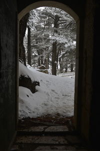 Trees seen through window during winter