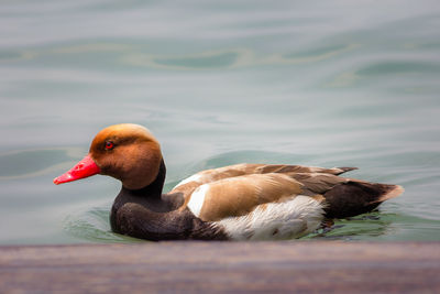 Close-up of duck swimming in lake