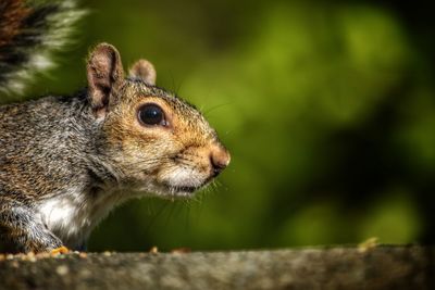 Close-up of squirrel