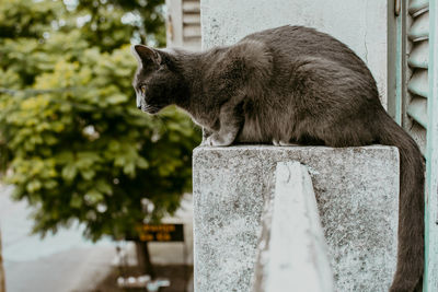 Side view of a cat