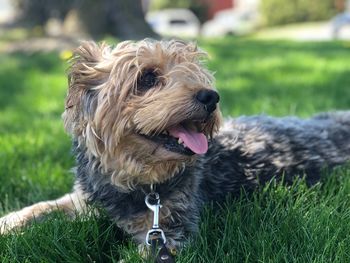 View of dog relaxing on field