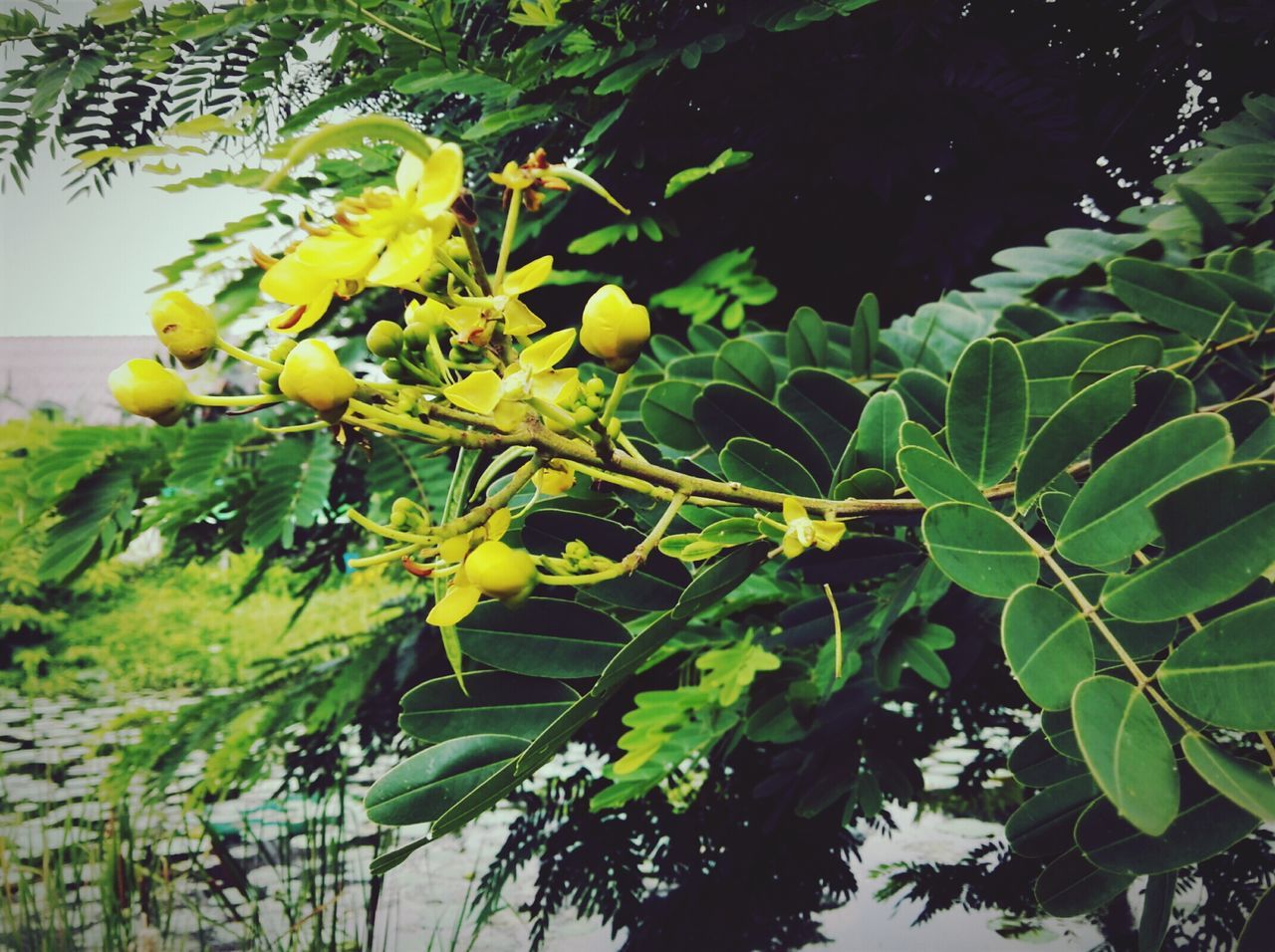 growth, leaf, yellow, freshness, green color, tree, nature, plant, branch, fruit, beauty in nature, low angle view, growing, close-up, day, sunlight, outdoors, flower, no people, food and drink