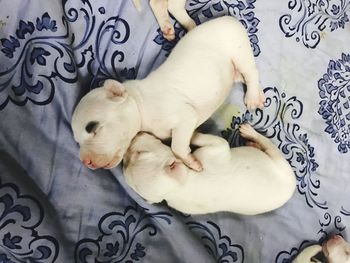 High angle view of puppy sleeping on bed