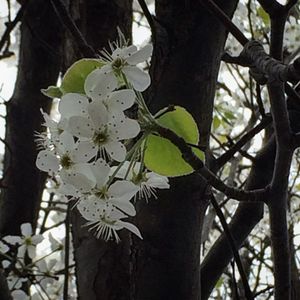 Close-up of white flowers on branch