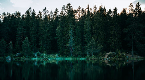 Scenic view of lake against trees in forest