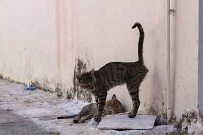 Cat looking away