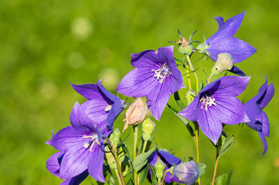 Close-up of purple iris flower