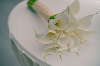 Close-up of white flowers