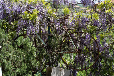 View of purple flowering plants