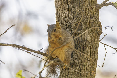 Low angle view of squirrel on tree