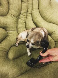 Cropped hand holding telephone receiver by puppy relaxing on sofa