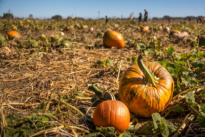 Pumpkins on field