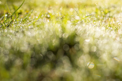 Close-up of beautiful plant in sunlight