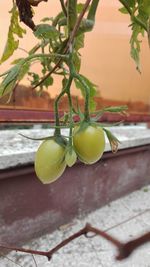 Close-up of unripe tomato plant